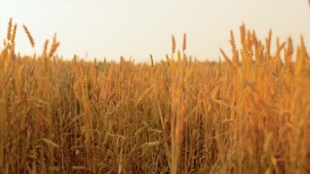 Campo de cereales con espiguillas de trigo maduro — Vídeos de Stock