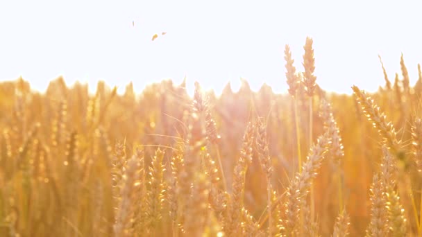 Campo di cereali con spighe di grano maturo — Video Stock