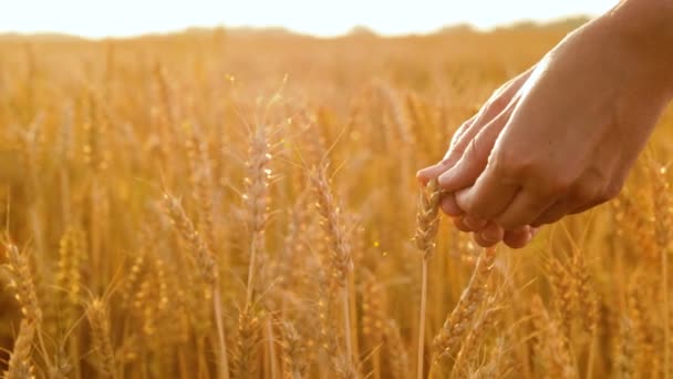 Manos pelando espeletas de trigo en el campo de cereales — Vídeo de stock