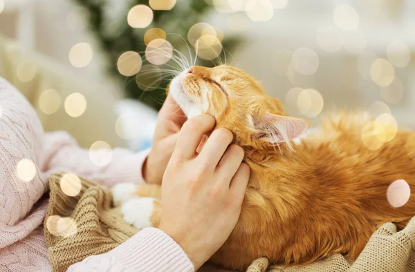 Close up de proprietário acariciando gato vermelho na cama em casa — Fotografia de Stock