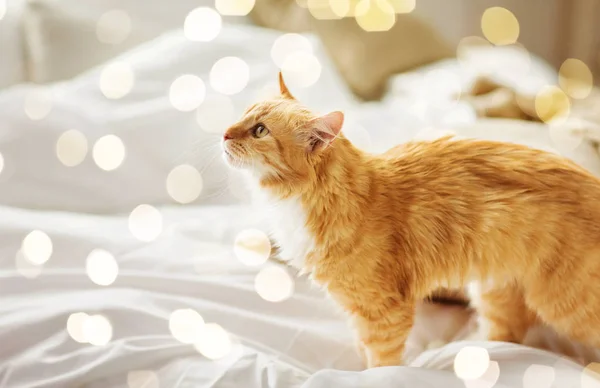 Gato tabby vermelho em casa na cama — Fotografia de Stock