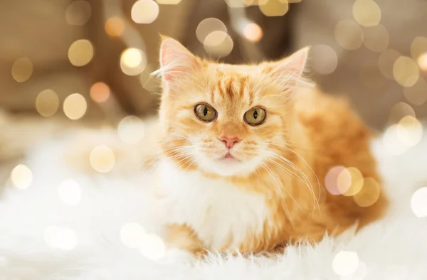 Vörös cirmos cica birkabőr otthon a kanapén — Stock Fotó