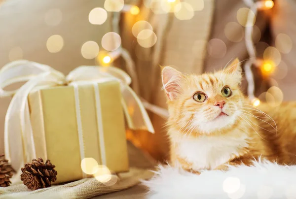 Červené mourovatá kočka na pohovce s vánoční dárek doma — Stock fotografie