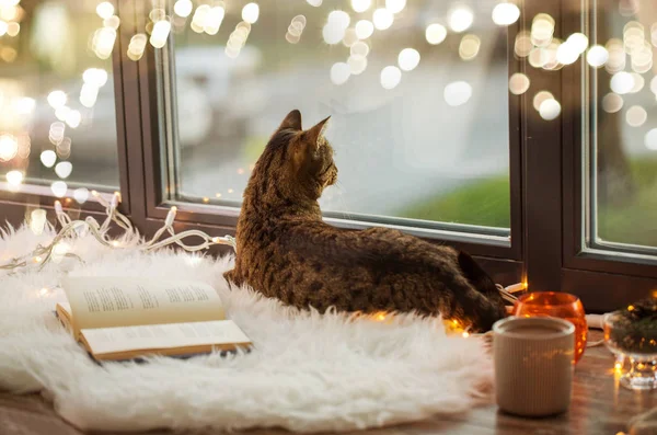 Tabby cat lying on window sill with book at home — Stock Photo, Image