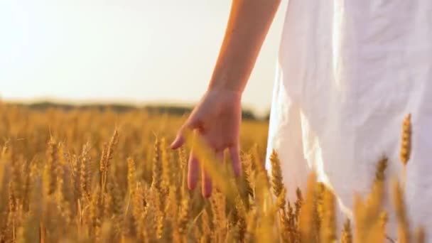 Mulher de vestido branco andando ao longo do campo de cereais — Vídeo de Stock