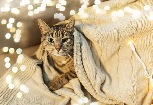 Gatto tabby sdraiato su coperta a casa in inverno — Foto Stock