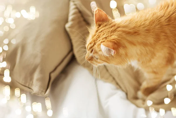 Gato tabby vermelho em casa na cama — Fotografia de Stock