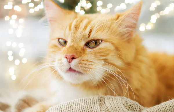 Červené mourovatá kočka ležela na dece u vás doma v zimě — Stock fotografie