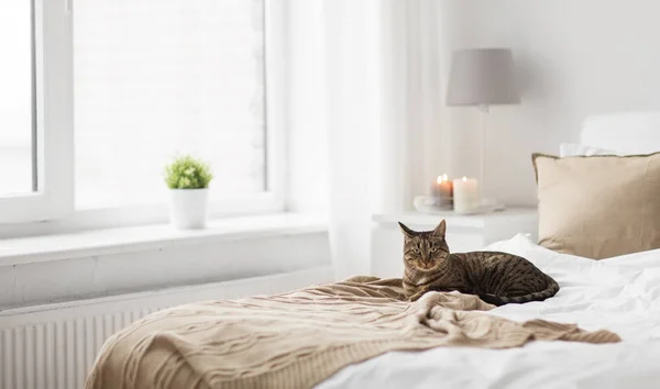 Gatto sdraiato sul letto con coperta a casa in inverno — Foto Stock