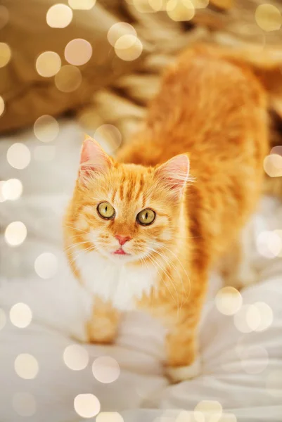 Red tabby cat in home bed — Stock Photo, Image