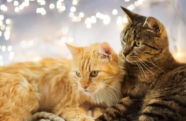 Dois gatos deitados em casa — Fotografia de Stock