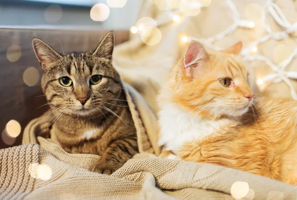 Дві кішки лежать на дивані вдома — стокове фото