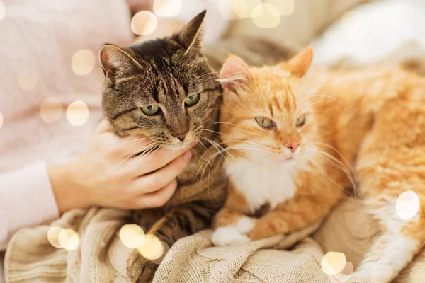 Крупним планом власник з червоною і таббі кішкою в ліжку — стокове фото