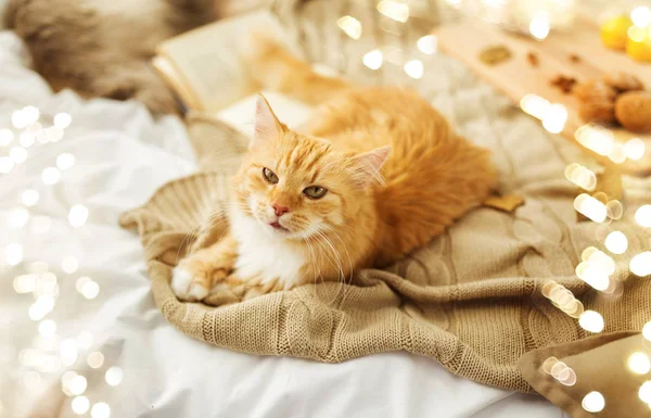 Gato tabby vermelho deitado em cobertor em casa no outono — Fotografia de Stock