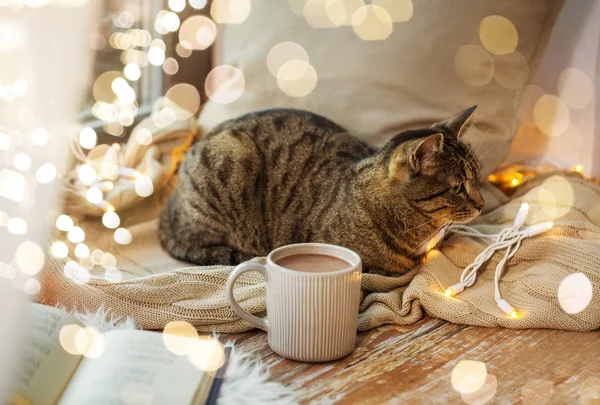 Тэбби-кот, лежащий на подоконнике с книгой дома — стоковое фото