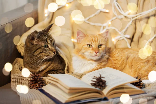 Zwei Katzen liegen mit Buch zu Hause auf Sofa — Stockfoto