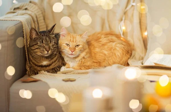 Dois gatos deitados no sofá em casa — Fotografia de Stock