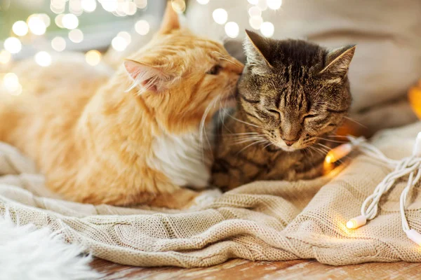 Dos gatos acostados en ventana alféizar con manta en casa —  Fotos de Stock