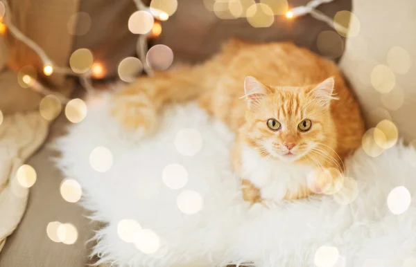 Gatto tabby rosso sul divano con pelle di pecora a casa — Foto Stock