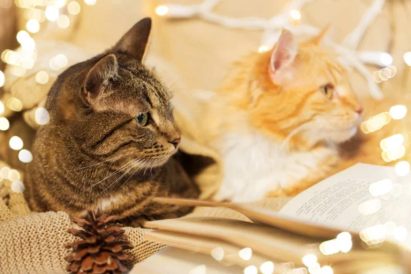 Two cats lying on sofa with book at home — Stock Photo, Image