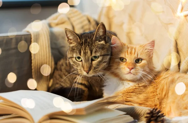 Dos gatos acostados en sofá con libro en casa —  Fotos de Stock