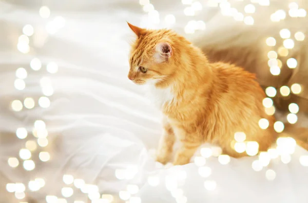Gato tabby vermelho em casa na cama — Fotografia de Stock