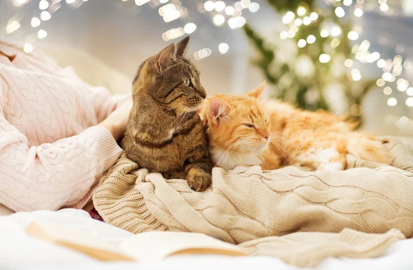 Close up of owner with red and tabby cat in bed — Stock Photo, Image