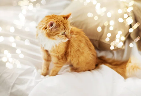 Gato tabby vermelho em casa na cama — Fotografia de Stock