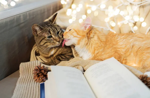 Dos gatos acostados en sofá con libro en casa —  Fotos de Stock