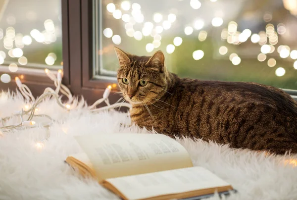 Tabby cat lying on window sill with book at home — Stock Photo, Image