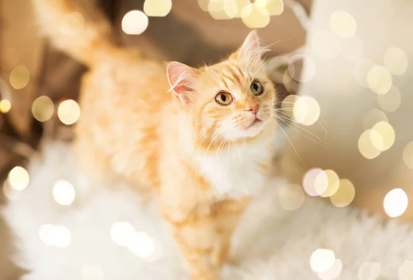 Gato tabby rojo en sofá con piel de oveja en casa —  Fotos de Stock