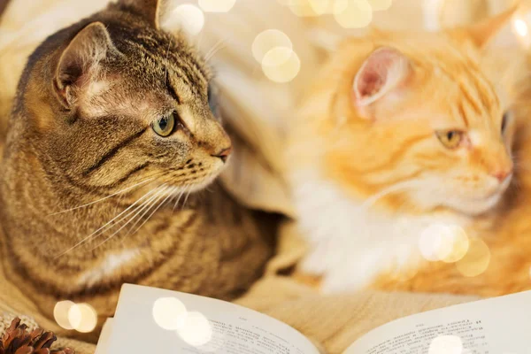 Deux chats couchés sur le canapé avec livre à la maison — Photo