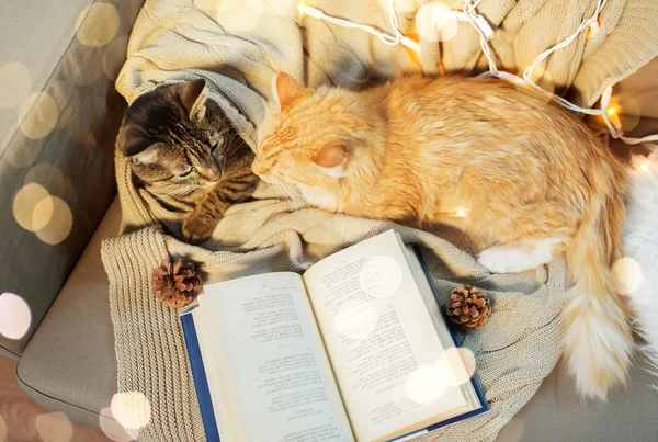 Två katter liggande på soffan med boken hemma — Stockfoto