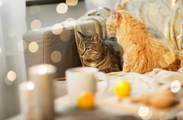 Due gatti sdraiati sul divano di casa — Foto Stock