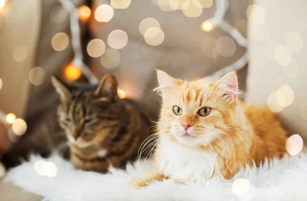 Dos gatos acostados en sofá con piel de oveja en casa —  Fotos de Stock