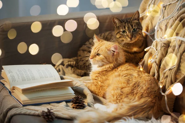 Dos gatos acostados en sofá con libro en casa —  Fotos de Stock