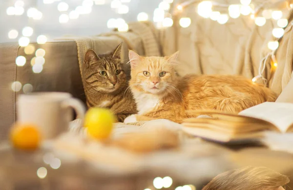 Dwa koty leżące na kanapie w domu — Zdjęcie stockowe