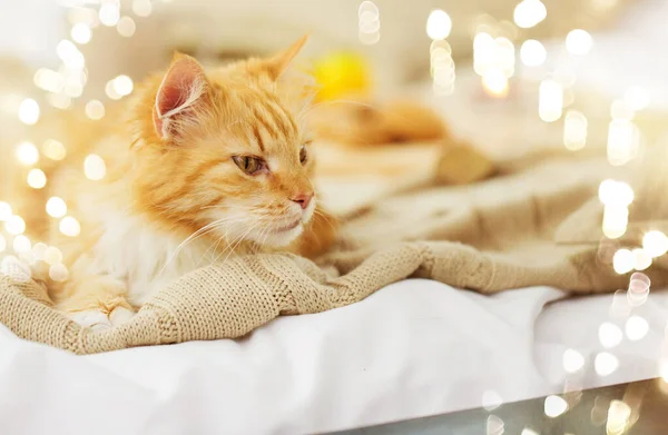 Gato tabby rojo acostado en la manta en casa en invierno —  Fotos de Stock