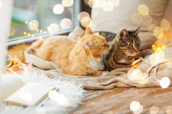 Två katter liggande på fönsterbrädan med filt hemma — Stockfoto