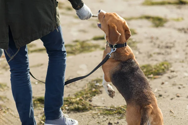 Primo piano di uomo che gioca con cane beagle sulla spiaggia — Foto Stock