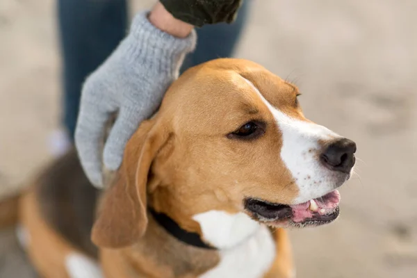 Close up of owners hand hand stroking beagle dog — Stok fotoğraf