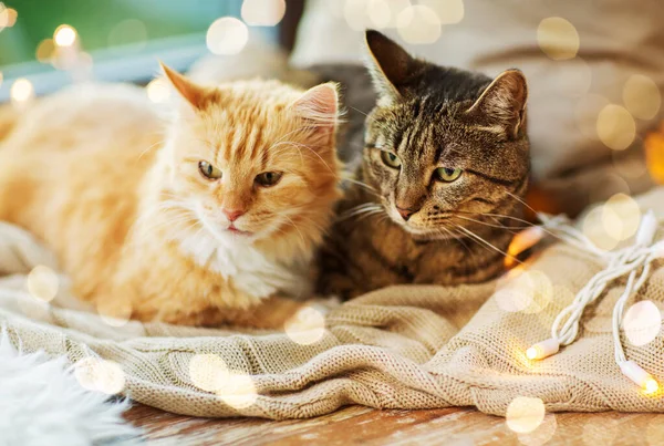 Deux chats allongés sur le rebord de la fenêtre avec couverture à la maison — Photo