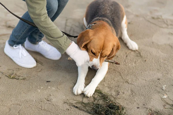 Gros plan de la femme jouant avec beagle dog sur la plage — Photo