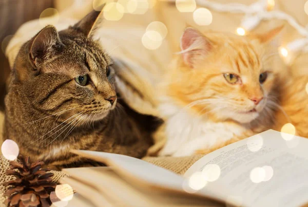 Deux chats couchés sur le canapé avec livre à la maison — Photo