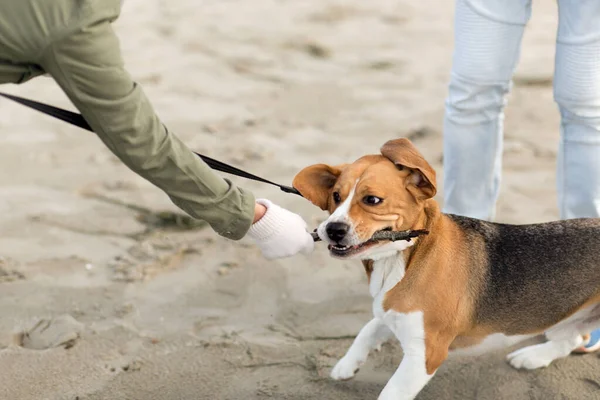 Sahibinin sahilde av köpeğiyle oynaması. — Stok fotoğraf