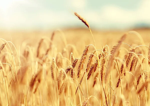 Campo de cereais com espiguetas de centeio maduro ou de trigo — Fotografia de Stock