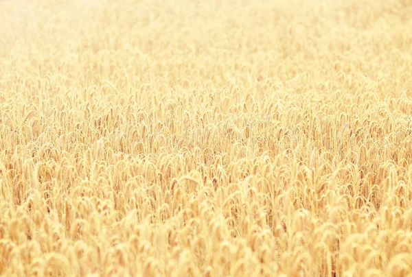 小穗的成熟黑麦或小麦谷物场 — 图库照片
