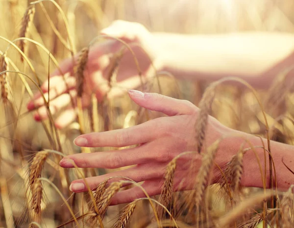 Närbild av kvinna händer i spannmål fält — Stockfoto