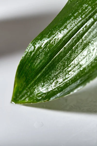 Folha de palmeira úmida verde — Fotografia de Stock