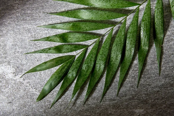 Zelená vlhká palmový list — Stock fotografie
